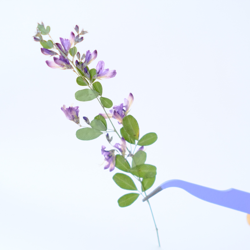 6pcs,nature Lespedeza Formosa  - Resin Art Baby recension och pris