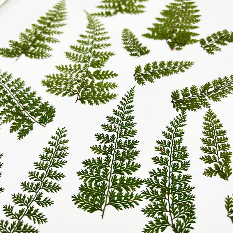 100Pcs Natural Rain Fern Leaf  - Resin Art Baby recension och pris